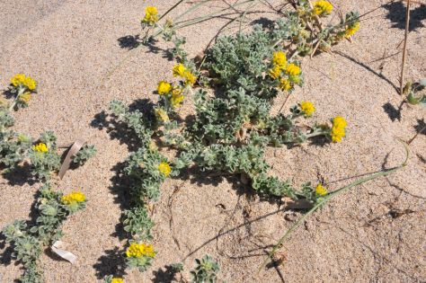 Lotus cytisoides subsp. conradiae e Medicago marina